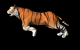 gif of a running tiger